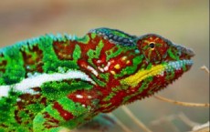 Male Panther Chameleon