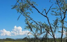 Mesquite Tree and Grassland