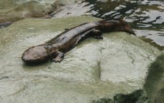 Chinese Giant Salamander