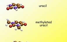 Proton Transfer in Ionized Dimethyluracil