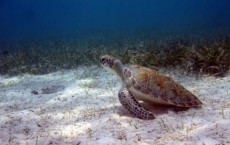 Green Turtle and Seagrass