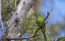 Swift Parrot Female