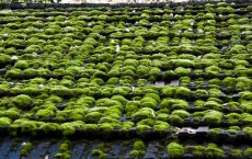 Green Roof