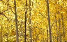 Yellow Aspen