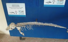 skeleton 