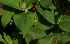 Lychnis sieboldii