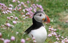 Puffin