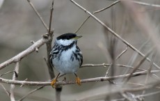 Blackpoll Warbler