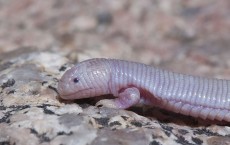 Mexican Worm Lizard