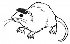 Rat