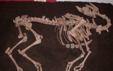 Camel Skeleton