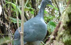 Black Tinamou