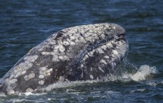 Western Gray Whale