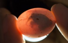 Painted Turtle Eggs