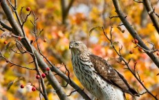 Cooper's Hawk