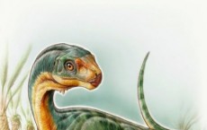 Chilesaurus diegosuarezi