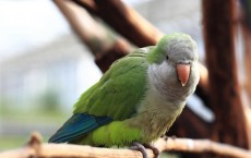 Monk Parakeet