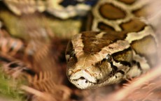 Burmese Python