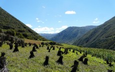 Barley Cultivation in Jiuzhaigou National Park