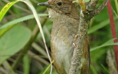 Sichuan Bush Warbler