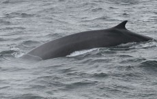 Fin Whale