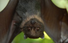 Juvenile Mariana Fruit Bat