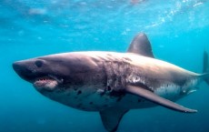 Salmon Shark