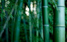 Bamboo