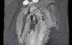 Odaraia alata Fossil