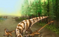 Saurornitholestes sullivani