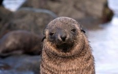 Fur Seal