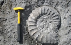 Ammonite