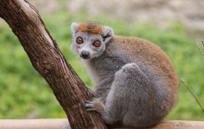 Crowned Lemur