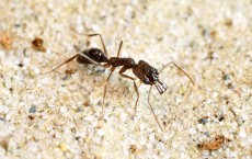 Trap-Jaw Ants