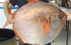 Opah Fish