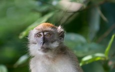 Long-tailed Macaque