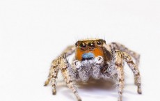 Jumping Spider