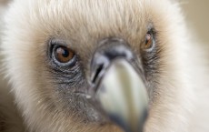 Griffon Vulture