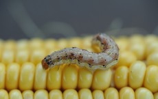 Corn Earworm