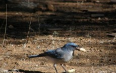 Mexican Jay