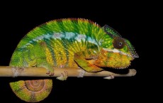 Panther Chameleon