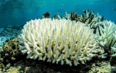 Coral Bleaching