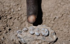 Australopithecus deyiremeda