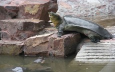 Yangtze Giant Softshell Turtles