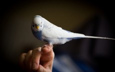 Budgie Bird