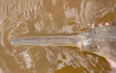 Smalltooth Sawfish