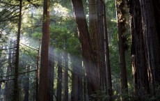 Muir Woods 