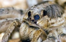 Wolf Spider