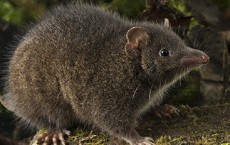 Antechinus