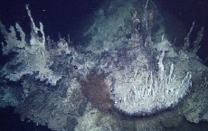 Deep Sea Vents